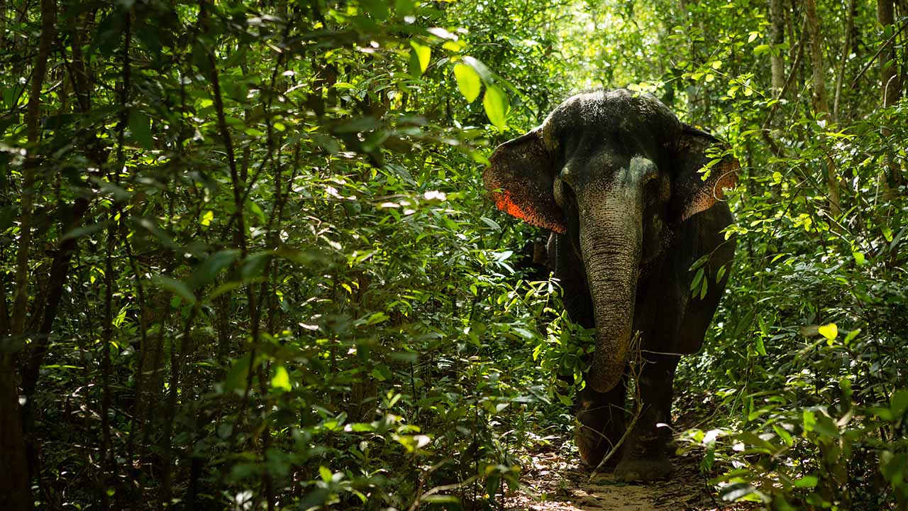Cambodia’s Hiking and Temple to National Park